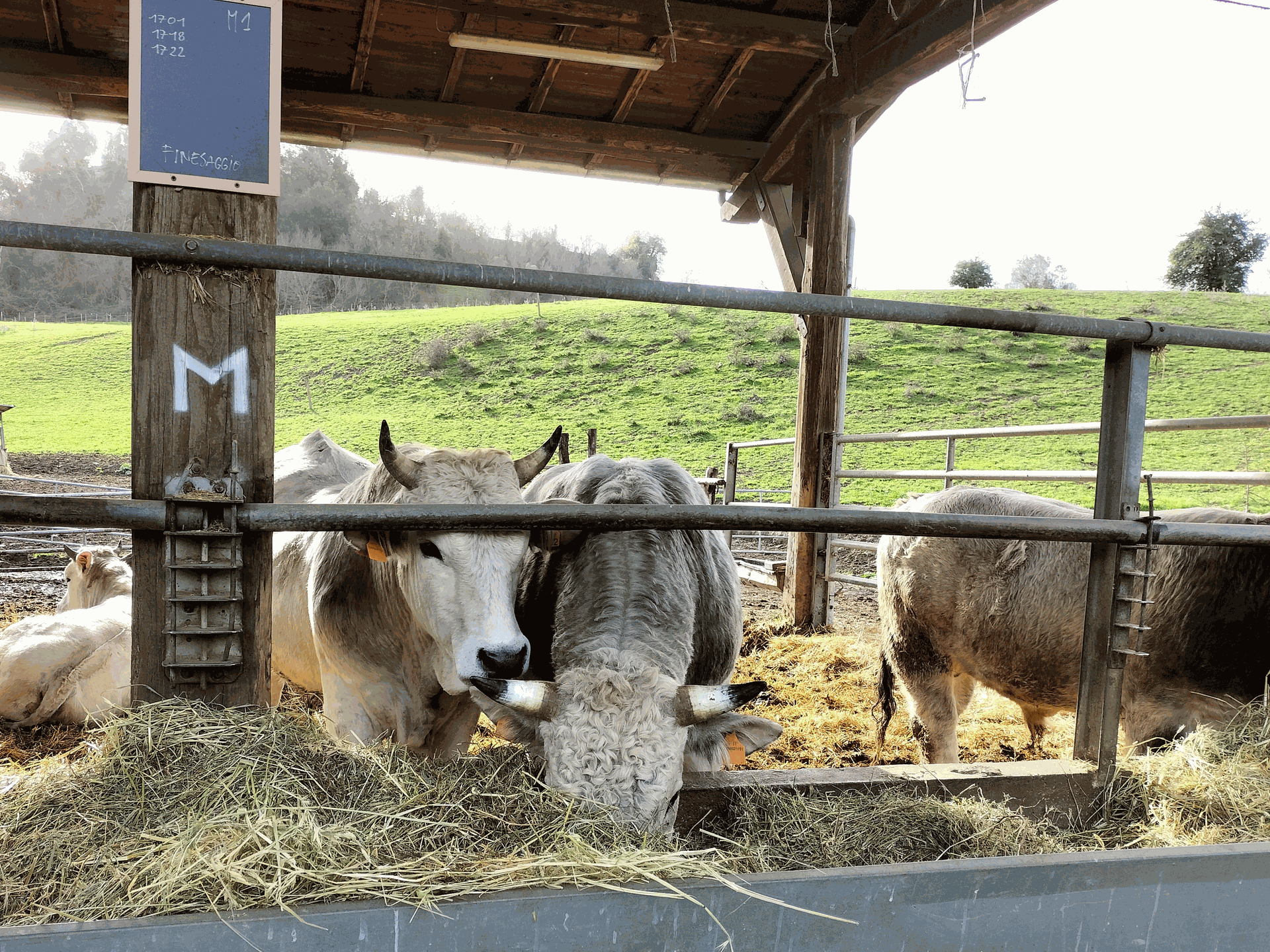 Mucche dell'azienda agricola Solaria
