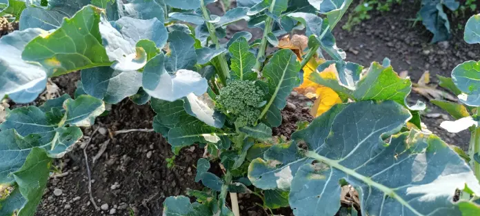 Broccoli pianta in campo