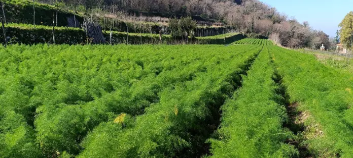 Campo  e raccolto agricolo