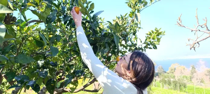 Donna che prende arancia da albero