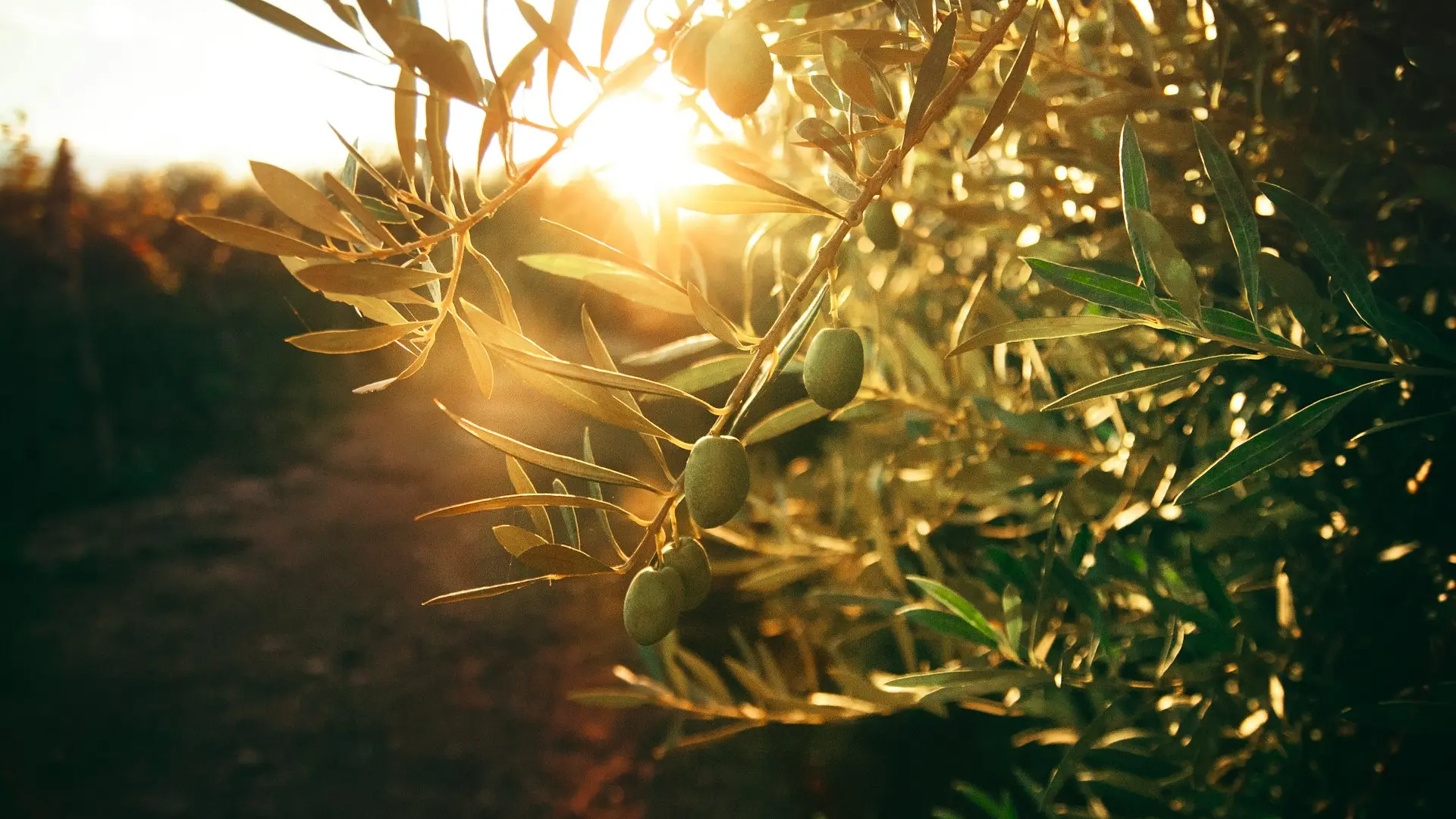 green plant with yellow flowers