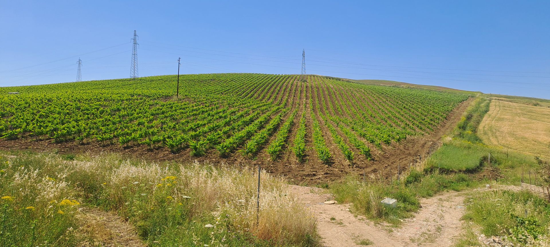 Vigne di Lisciandrello
