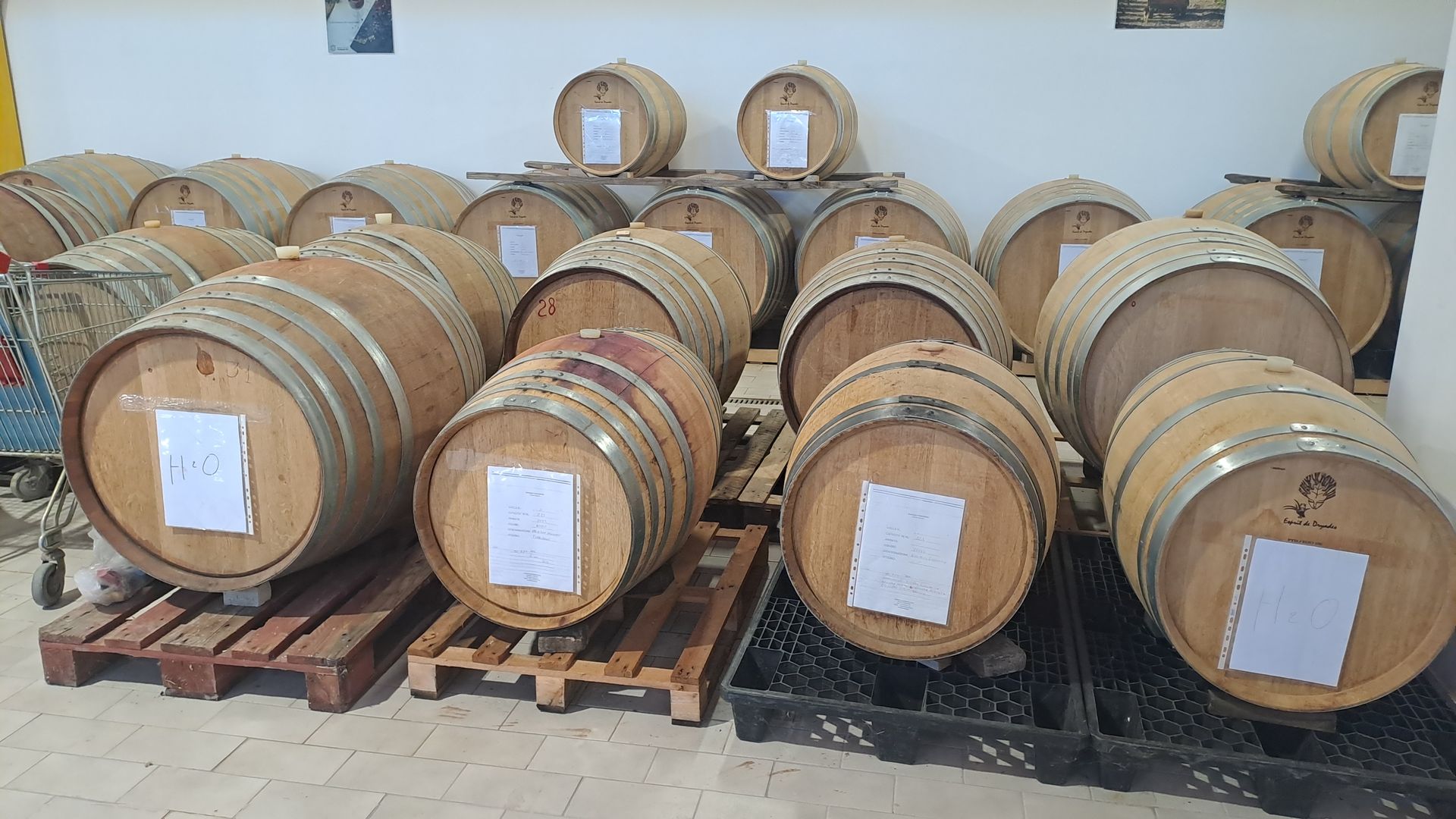 Botti della cantina del vino di Lisciandrello