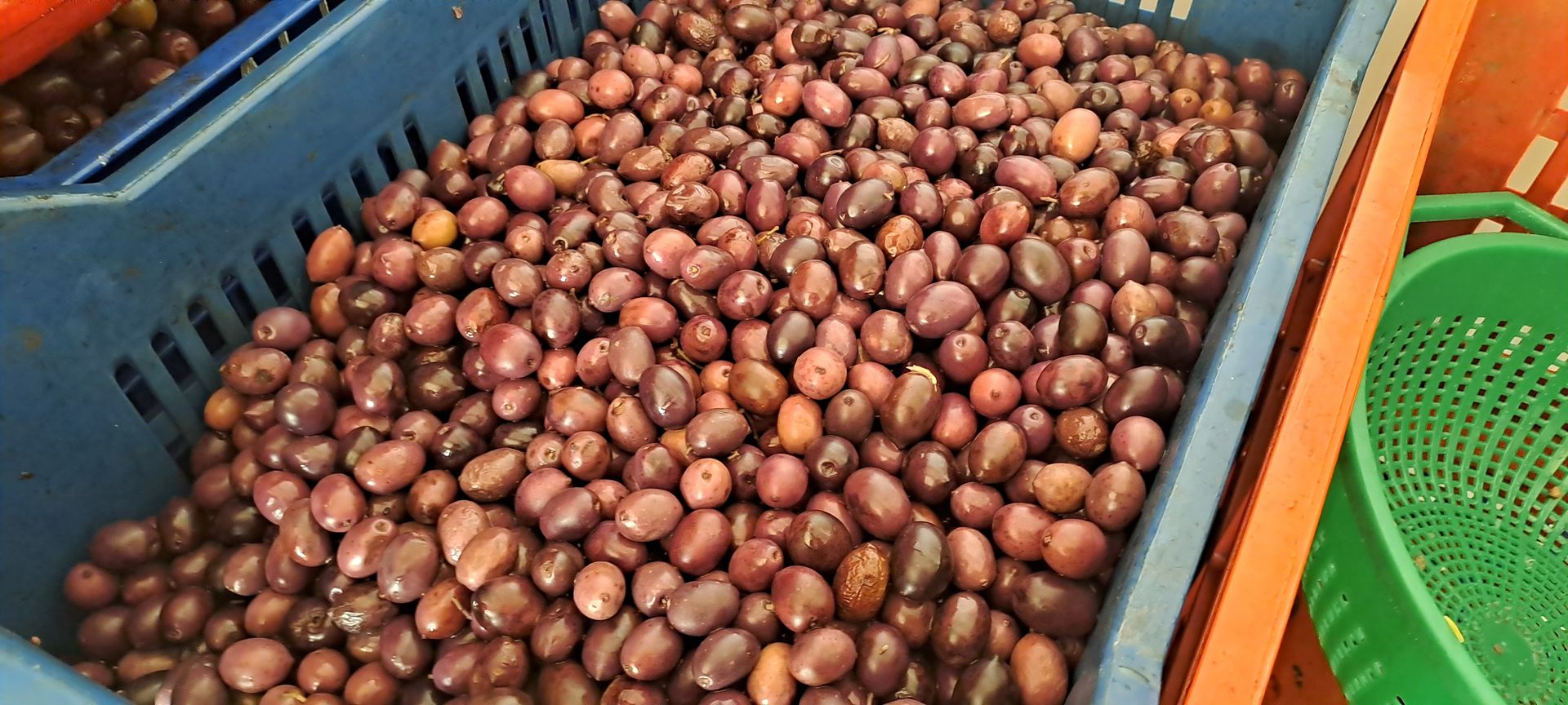 Olive di Ponsini Olive