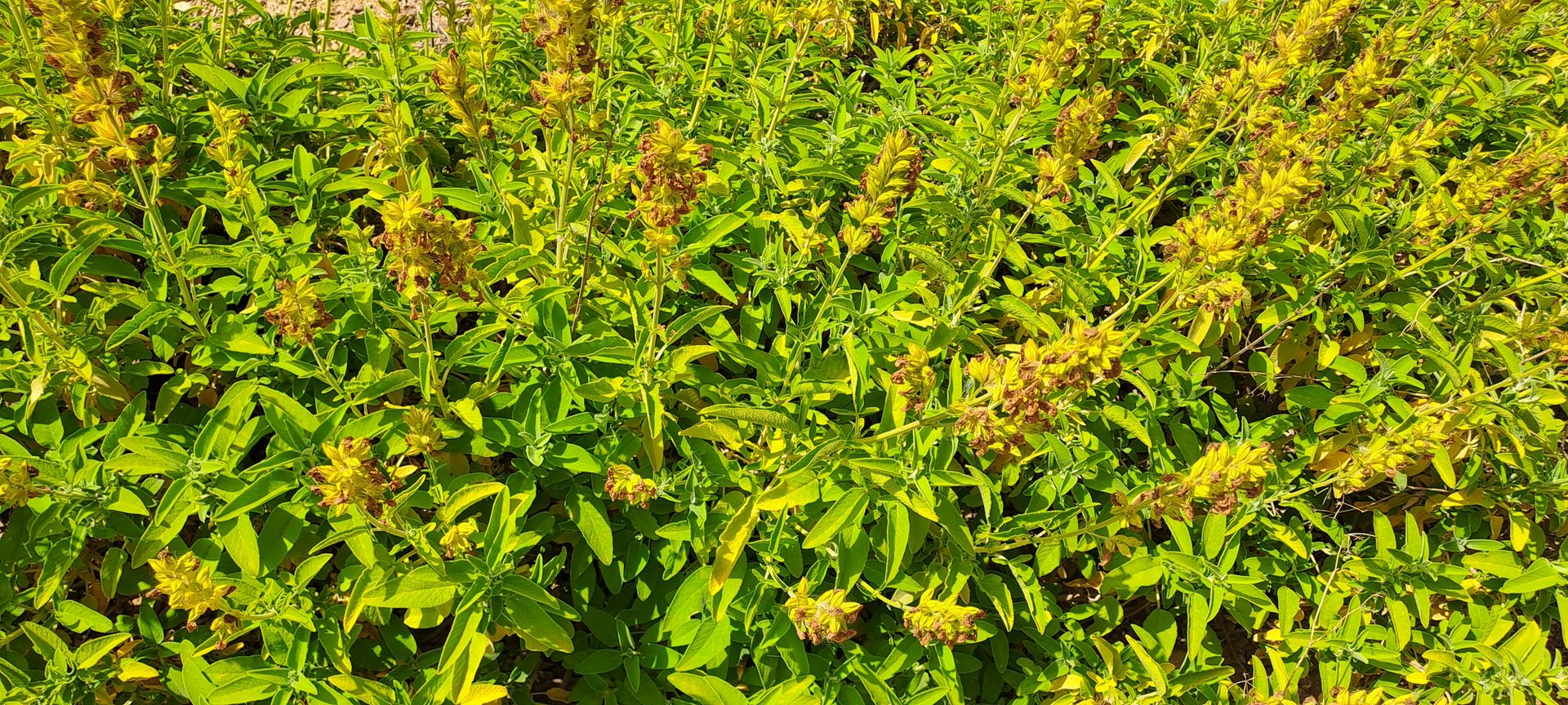 Piante officinali di Aroma di Mascarella