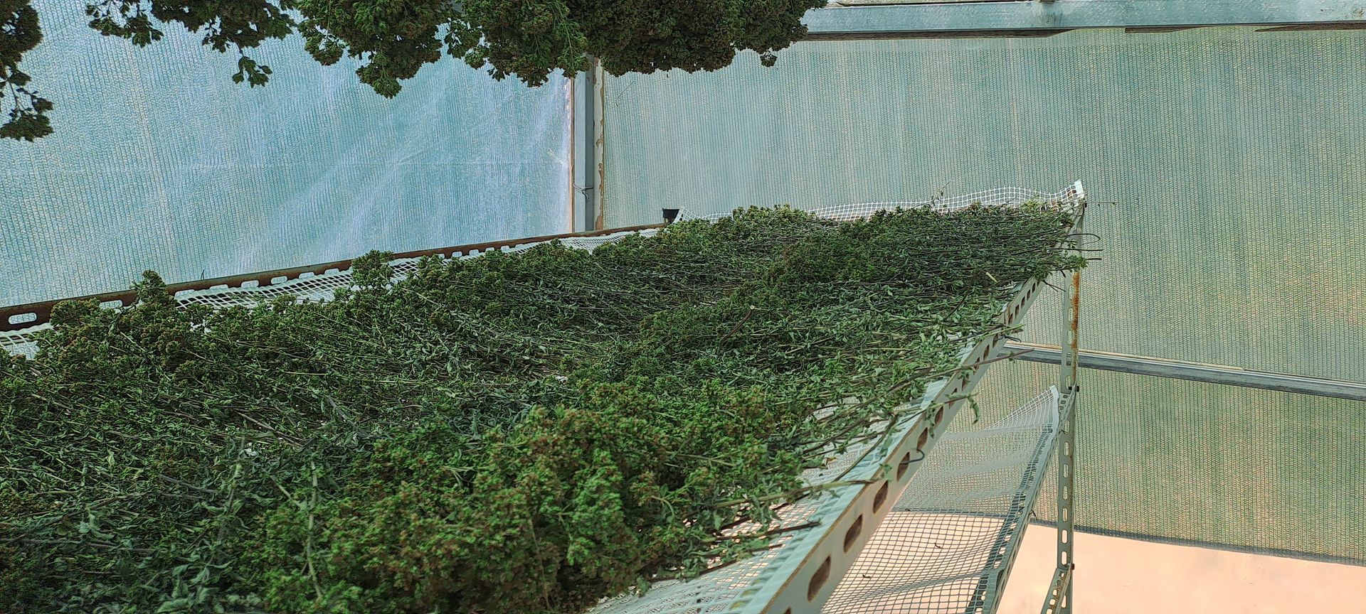 Essicazione delle piante officinali