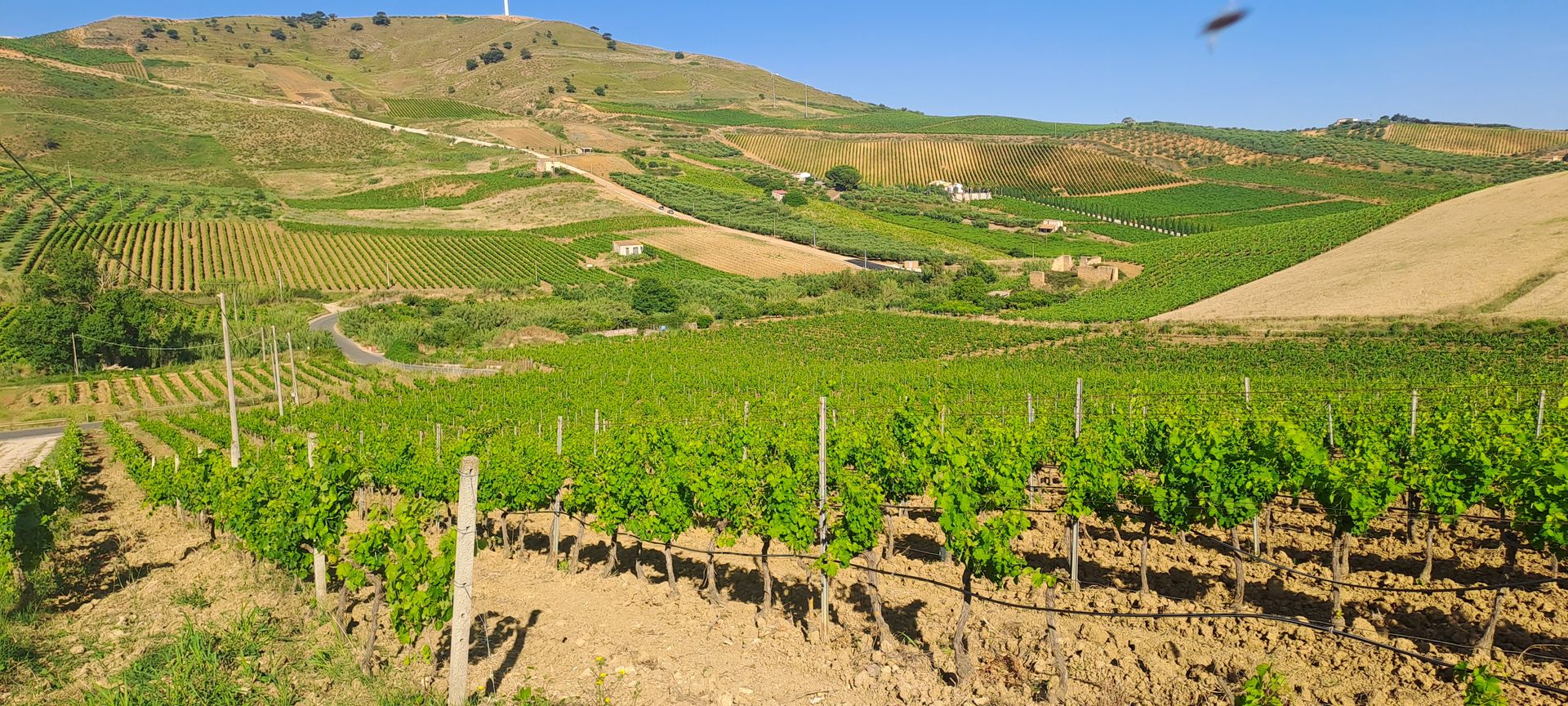 Vitigni dell'Azienda Agricola Cossentino