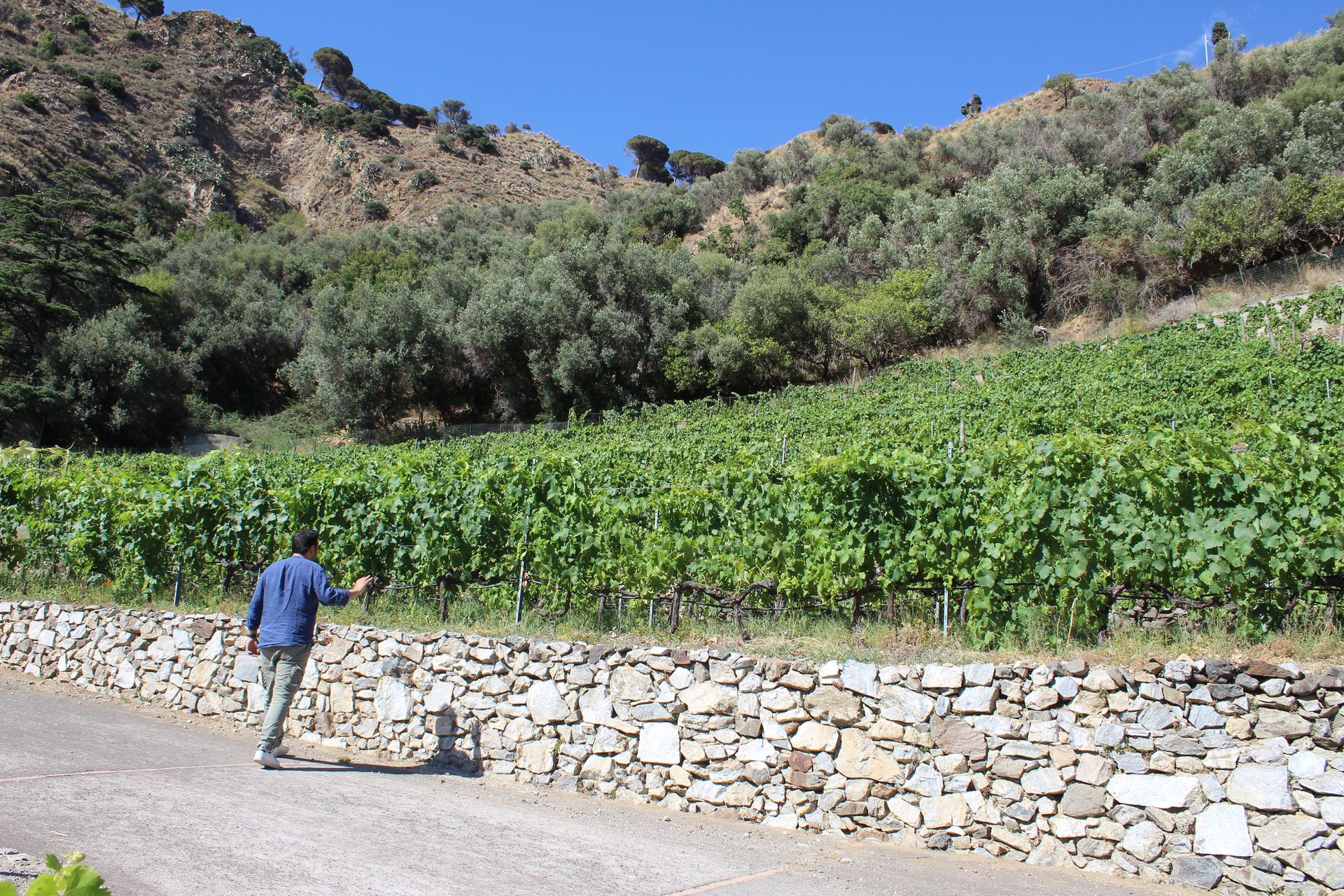 Viti delle Cantine Bonfiglio