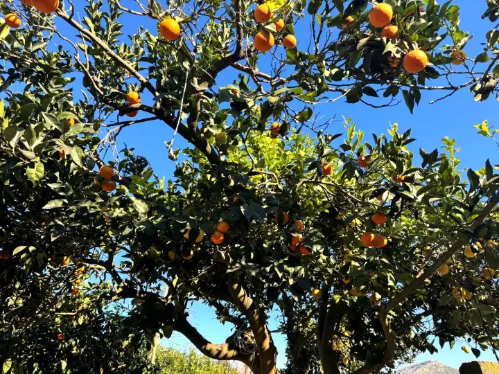 Prodotti Giardino Dell'Orco