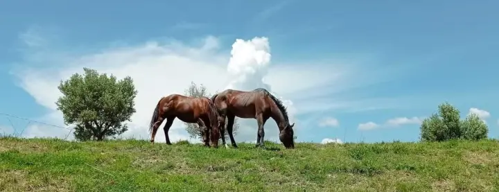 Cavalli al pascolo