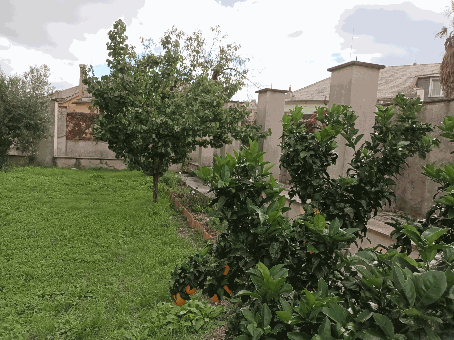 piante del giardino dell'Antica Farmacia Sant'Anna