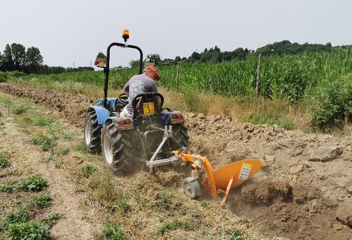 Lavorazione campi Zafferano Banino