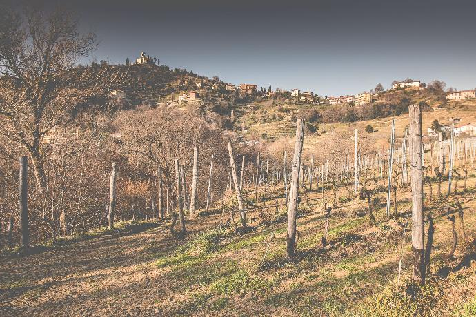 Vigneto di Montevecchia dell'azienda agricola Maggioni