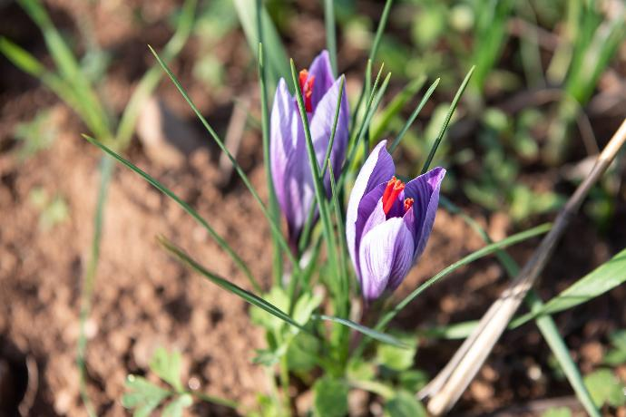 Il fiore di zafferano di Zaf Zaf