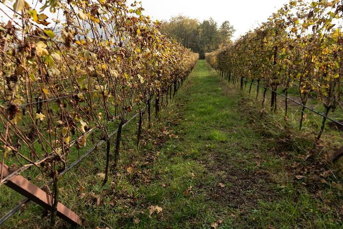 Vigneti cuneesi di L'Autin 