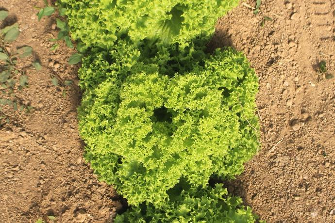 Coltivazione insalata riccia di SoleLuna