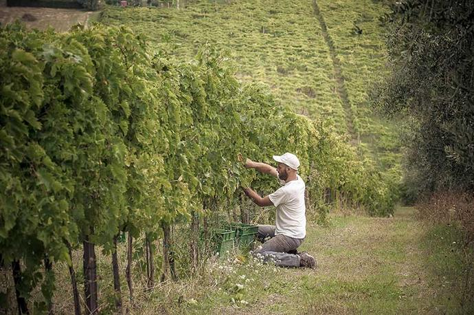 Vendemmia vitigno Rasicci