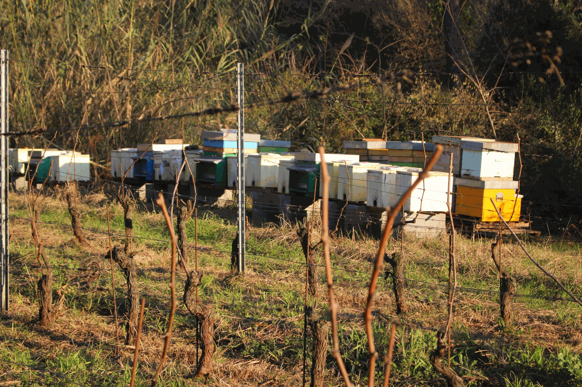 Arnie dell'azienda agricola Martina Bigi