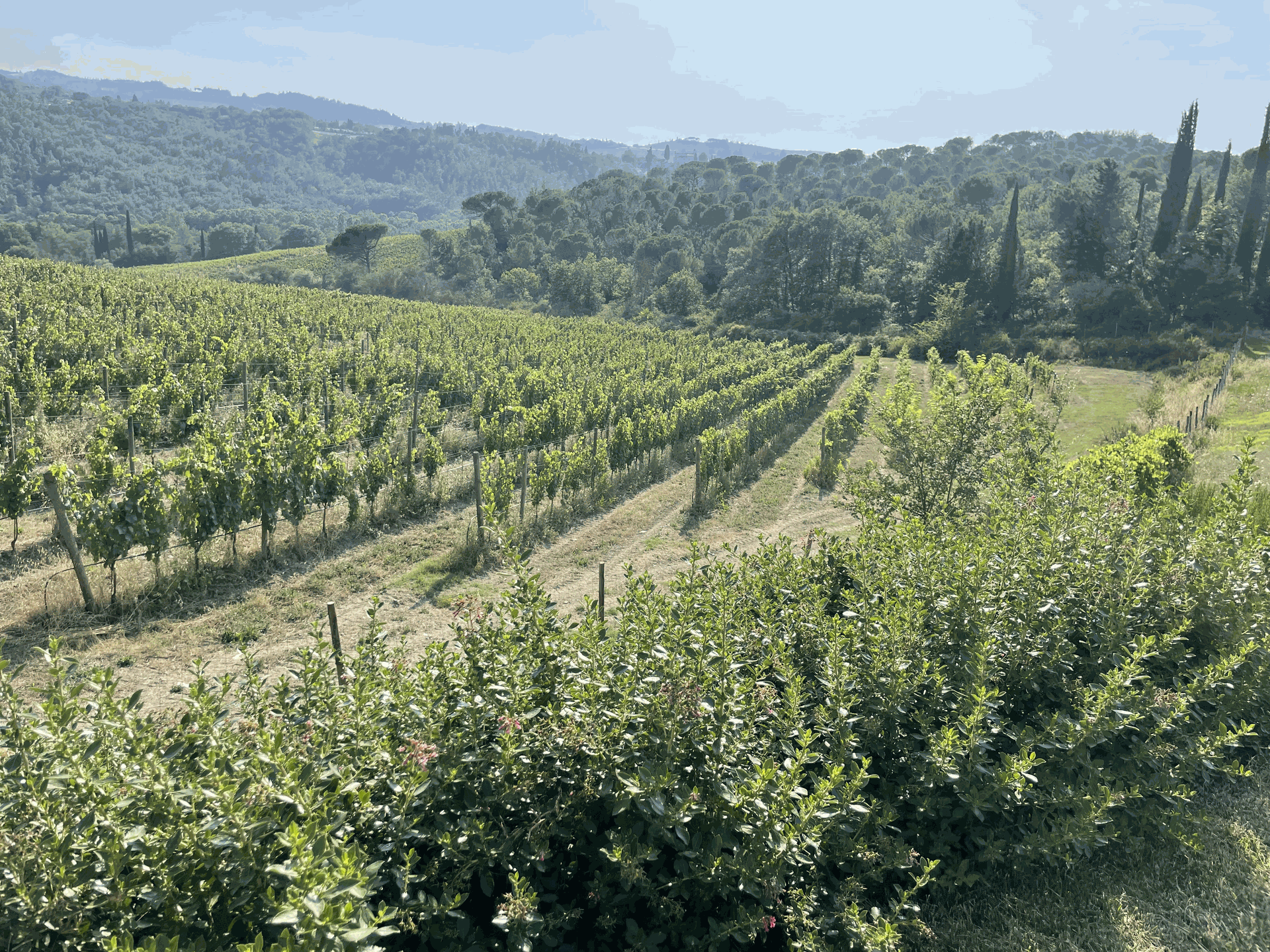 Vitigno della Tenuta di Nozzole
