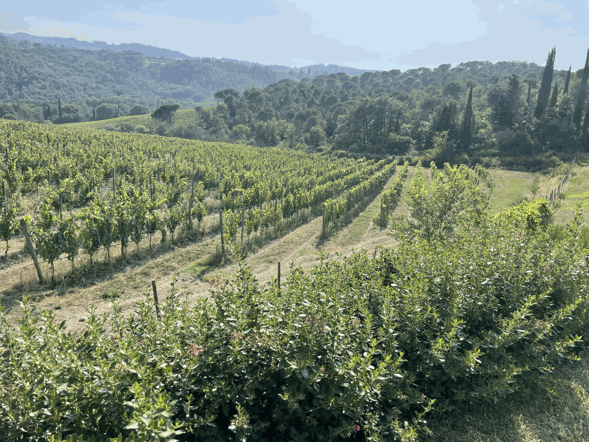 Vitigno dell'azienda agricola Nozzole