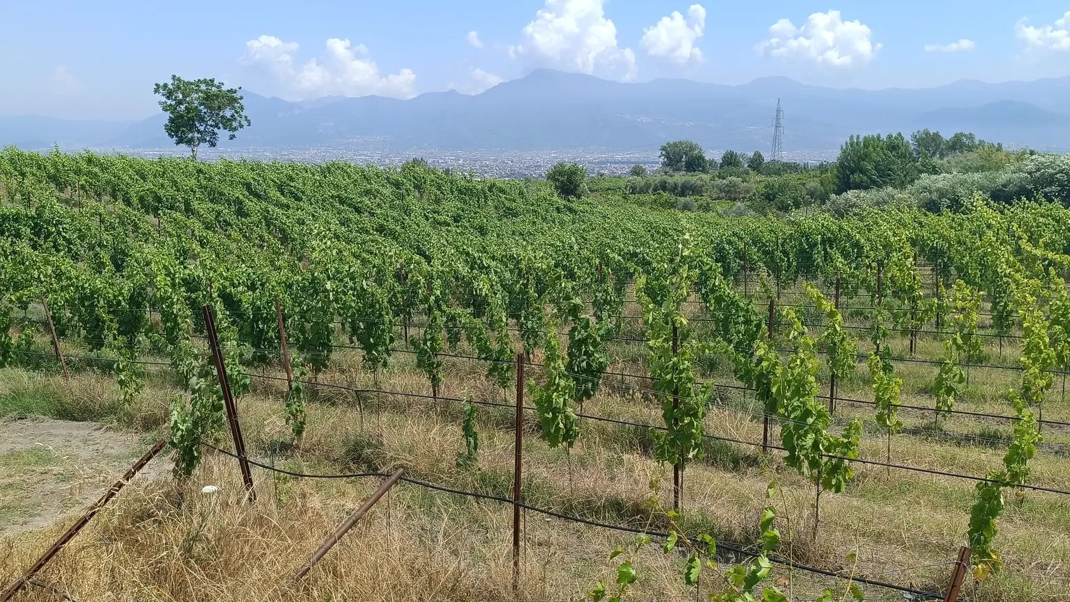 Foto di vitigno in campagna