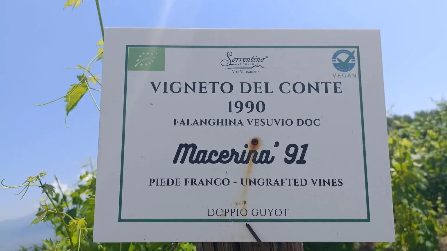 Foto del cartello vigneto sorrentino